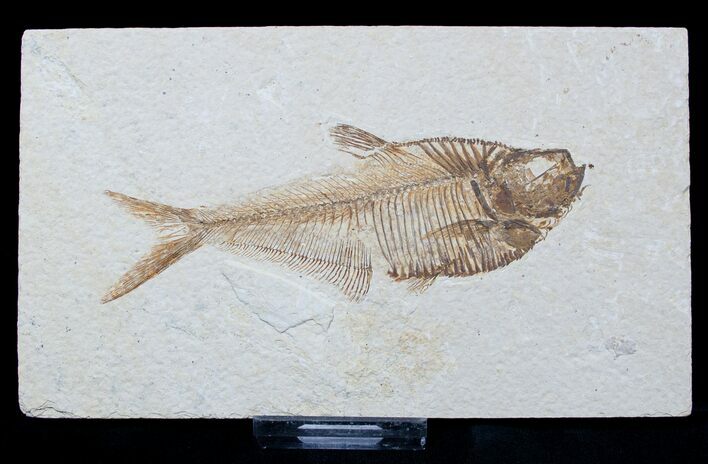 / Inch Diplomystus Fossil Fish #1569